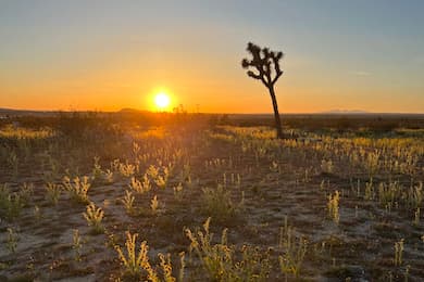 Joshua Tree Sunset: Beautiful Nature Views in Los Angeles County